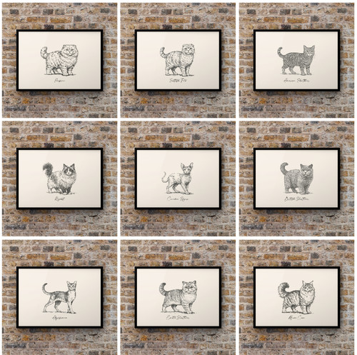 Cat breed art - cat, –