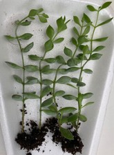 Cotyledon Pendens- Cliff