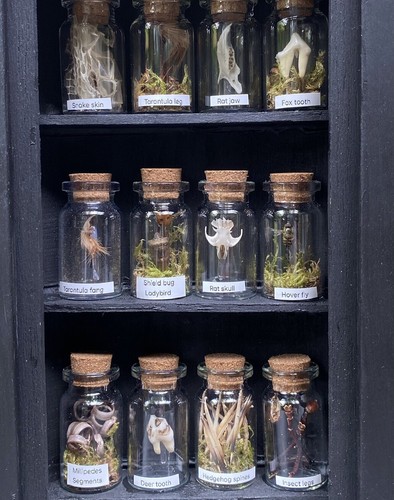 Oddity display case lit - -,