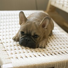 SoReal Brown French Bulldog |