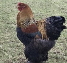Red blue gold partridge - red/blue/gold,