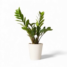 Zamioculca Zamiifolia Indoor