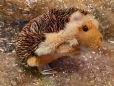 National Geographic Cute Hedgehog soft cuddy toy 18 x 12  cms