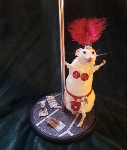 Show girl mouse taxidermy - show,