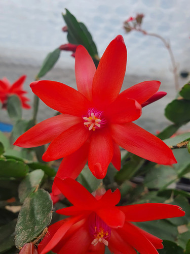 Schlumbergera gaertneri - ,