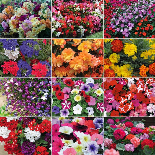 Nurserymans choice summer - choice,