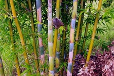 Oldhamii Giant Timber Bamboo /