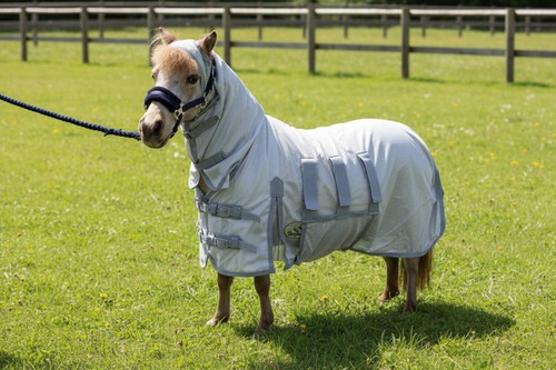 Ruggles shetland miniature - ruggles, shetland-miniature