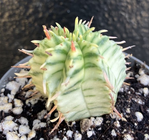 Euphorbia meloformis - euphorbia,
