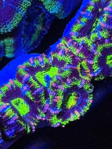 Cba wisteria rainbow acan - wisteria,