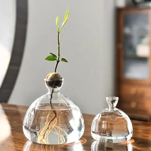 Avocado seed starter glass - seed,