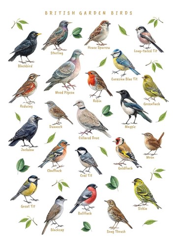 British garden birds poster - garden,