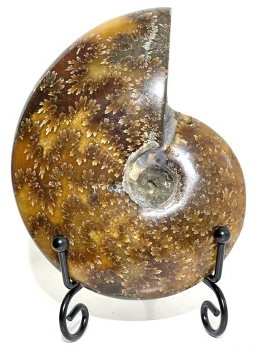 Large 229g 105m madagascan - large,