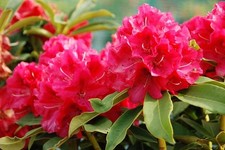 1X EXTRA LARGE SPECIMEN RHODODENDRON HYBRID WILGENS RUBY RED PLANT - 10L