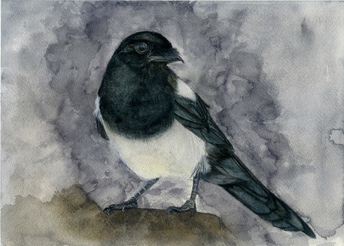 Magpie wild bird - magpie,, art