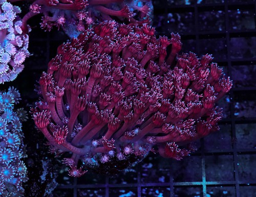 Purple goniopora colony - purple,