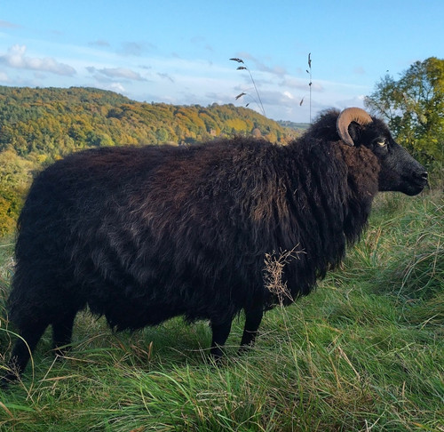 Icelandic sheep fleece - icelandic, sheep’s