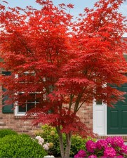 Acer palmatum 'Deshojo'In 3