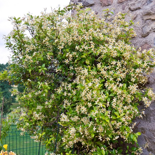 Trachelospermum star - star, of