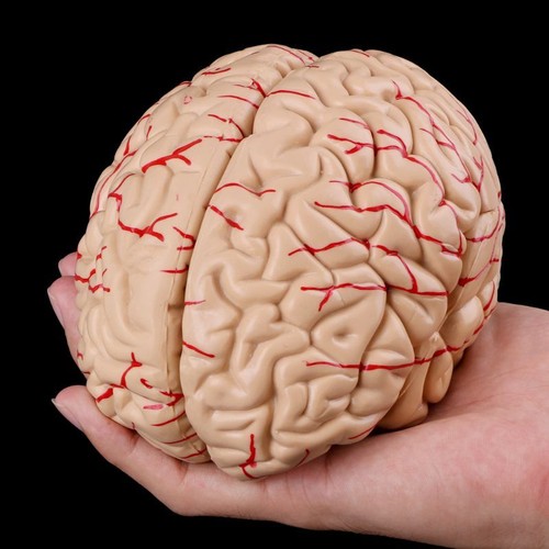 Anatomical human brain model - human,
