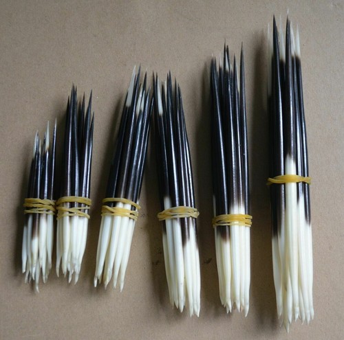 10x porcupine quills jewelry - 10x,
