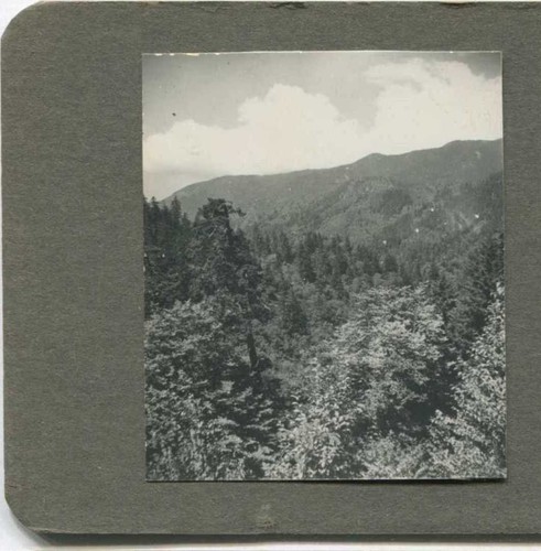 Forested mountain landscape - forested,