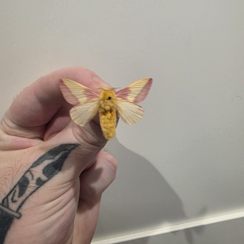 Dryocampa rubicunda rosy - rubicunda-,