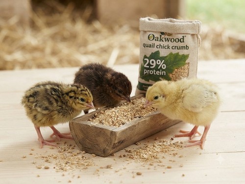 Oakwood quail chick high - chick,