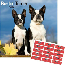 Boston Terrier Calendar 2026 |