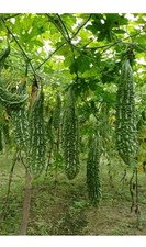 Kerela - Bitter Gourd Melon -