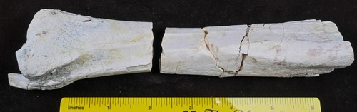 Hyracodon fossil leg bone with - leg,