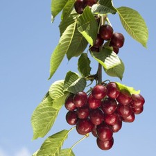 Dwarf Patio Sunburst Cherry