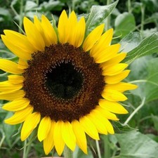 Black Oil Sunflower Seeds for