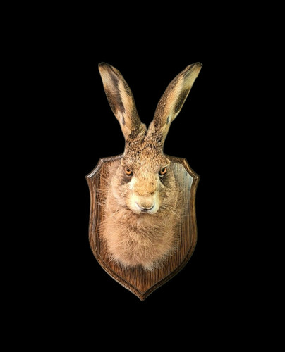 Taxidermy european hare mask - hare,