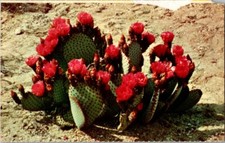 Postcard Vintage  Beaver Tail