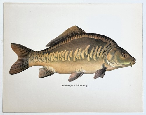 Mirror carp vintage - vintage, fish