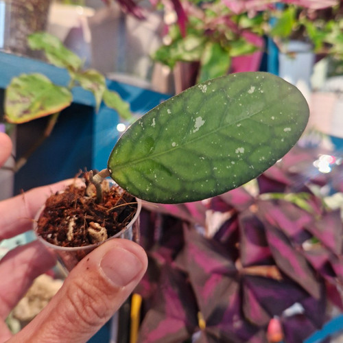 Hoya tanggamus rooted - hoya,