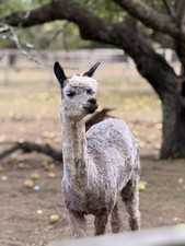 Call Of Dutys Grey Suri Alpaca