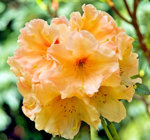 Rhododendron apricot fantasy - rhododendron,