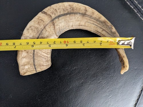 Rams horn for - rams, stick