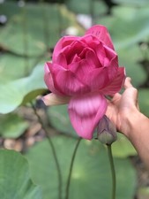 2 big Lotus Flower - Starter