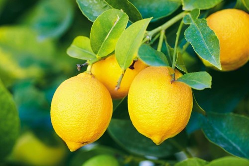 Lemon tree seeds - , (3+2