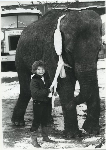 Elephant maureen roberts - elephant,
