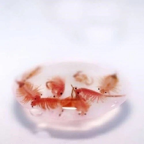 Hatch rate premium - premium, artemia