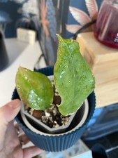 Hoya UT 33  Very Rare Rooted