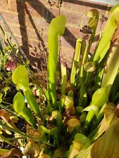 Darlingtonia californica COBRA LILY CARNIVOROUS 30 SEEDS HARVESTED SUMMER 2023