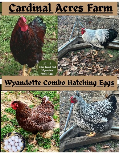Silver laced and blue - +,