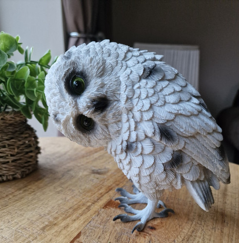 Cute white owl - garden, outdoor