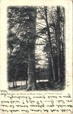Path Thro' The Woods Mount Annan Postcard - Robinson Howard Place Carlisle 1903