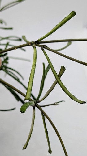 Hoya retusa fresh - retusa,,